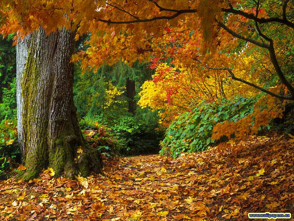 Fall Nature Background Pic Pictures