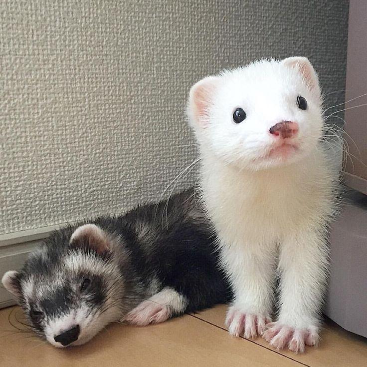 Cute Cuddly Ferret Pictures That Will Melt Your Heart Animal