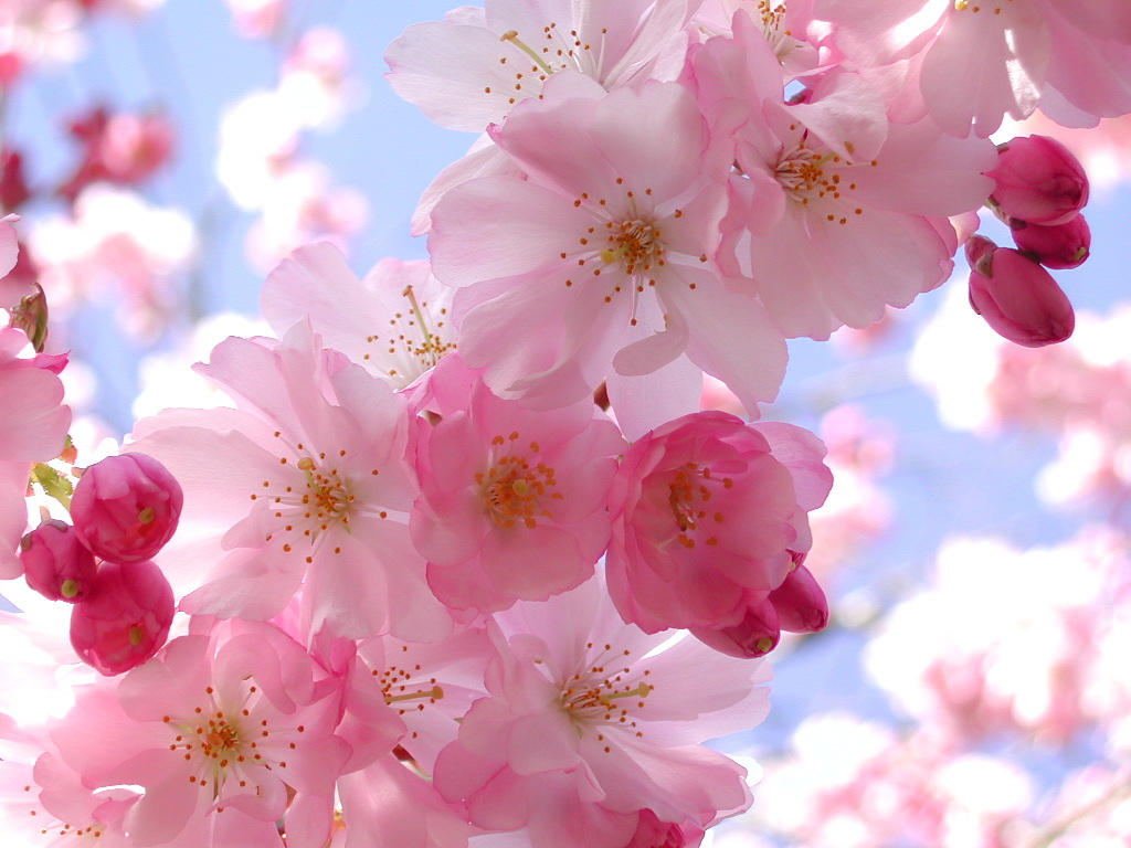 Cherry Blossom Pink Flower HD Wallpaper