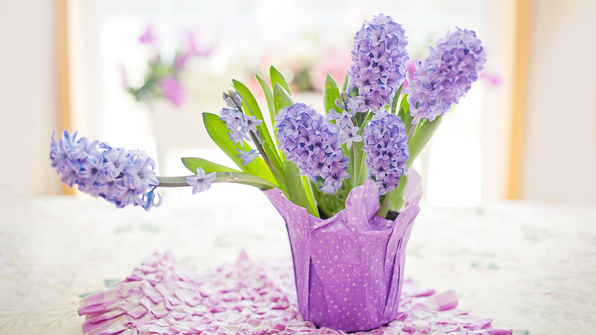 Easter Holiday Potted Hyacinths Home