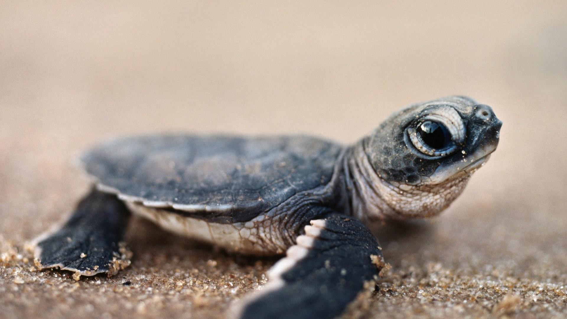 Baby Turtle Animal HD Desktop Wallpaper