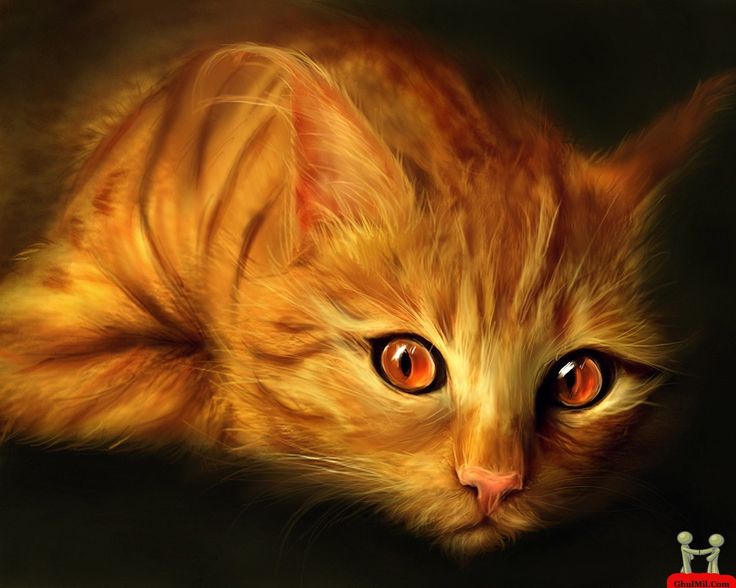 Beautiful Cute Yellow Colored Cat With Amazing Red Eye HD Wallpaper