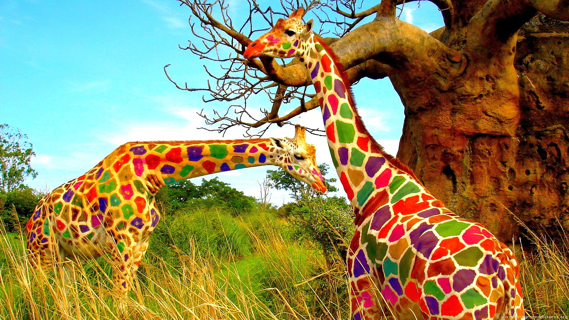 Rainbow Giraffe Colorful Wallpaper HD With