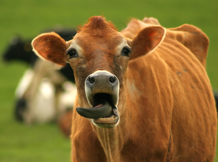 Funny Cow Wallpaper 62 pictures