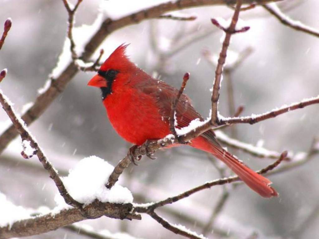Cardinal Wild Birds Animal And