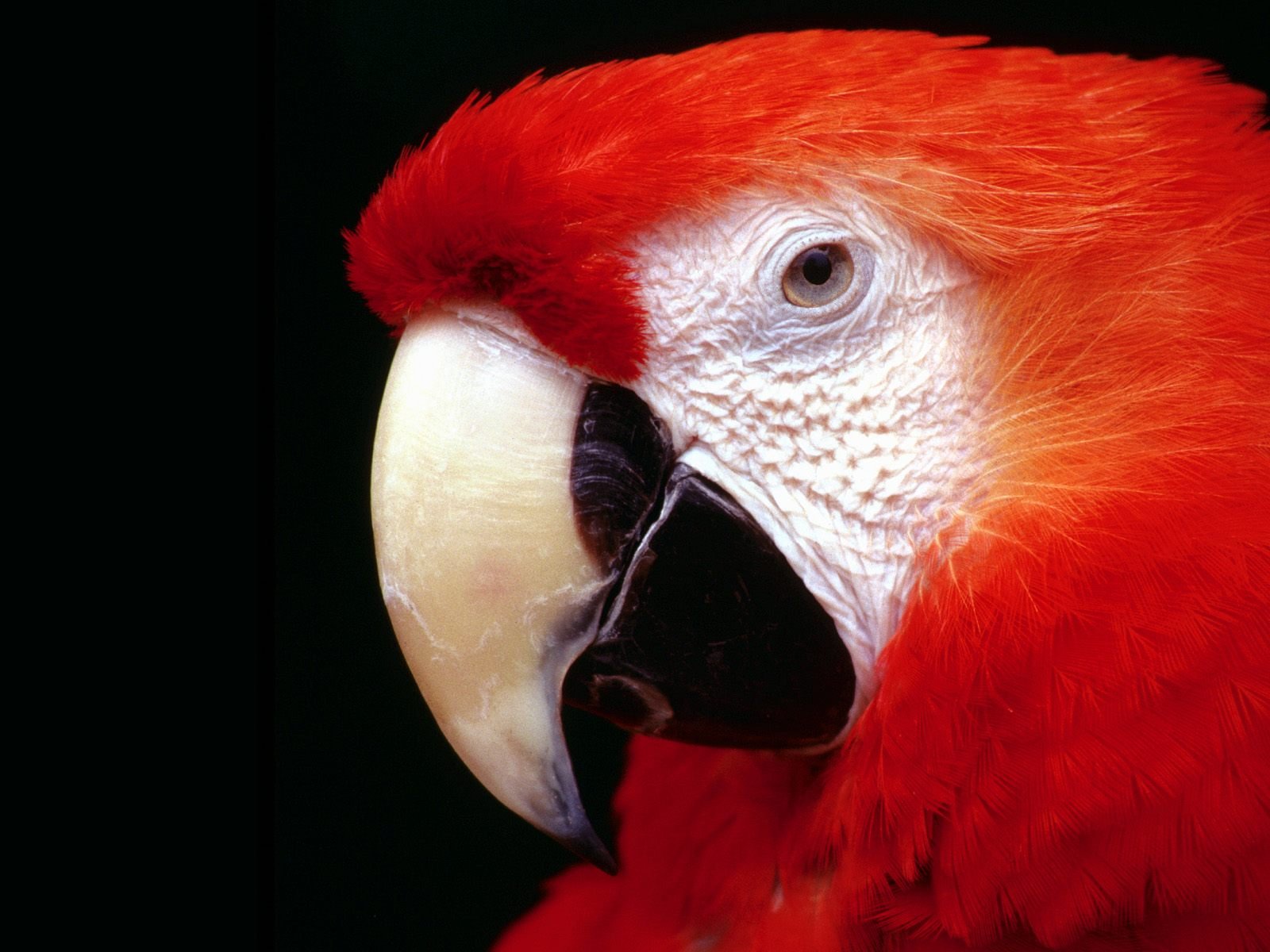 All Wallpapers Parrot Hd Wallpapers 1 1600x1200