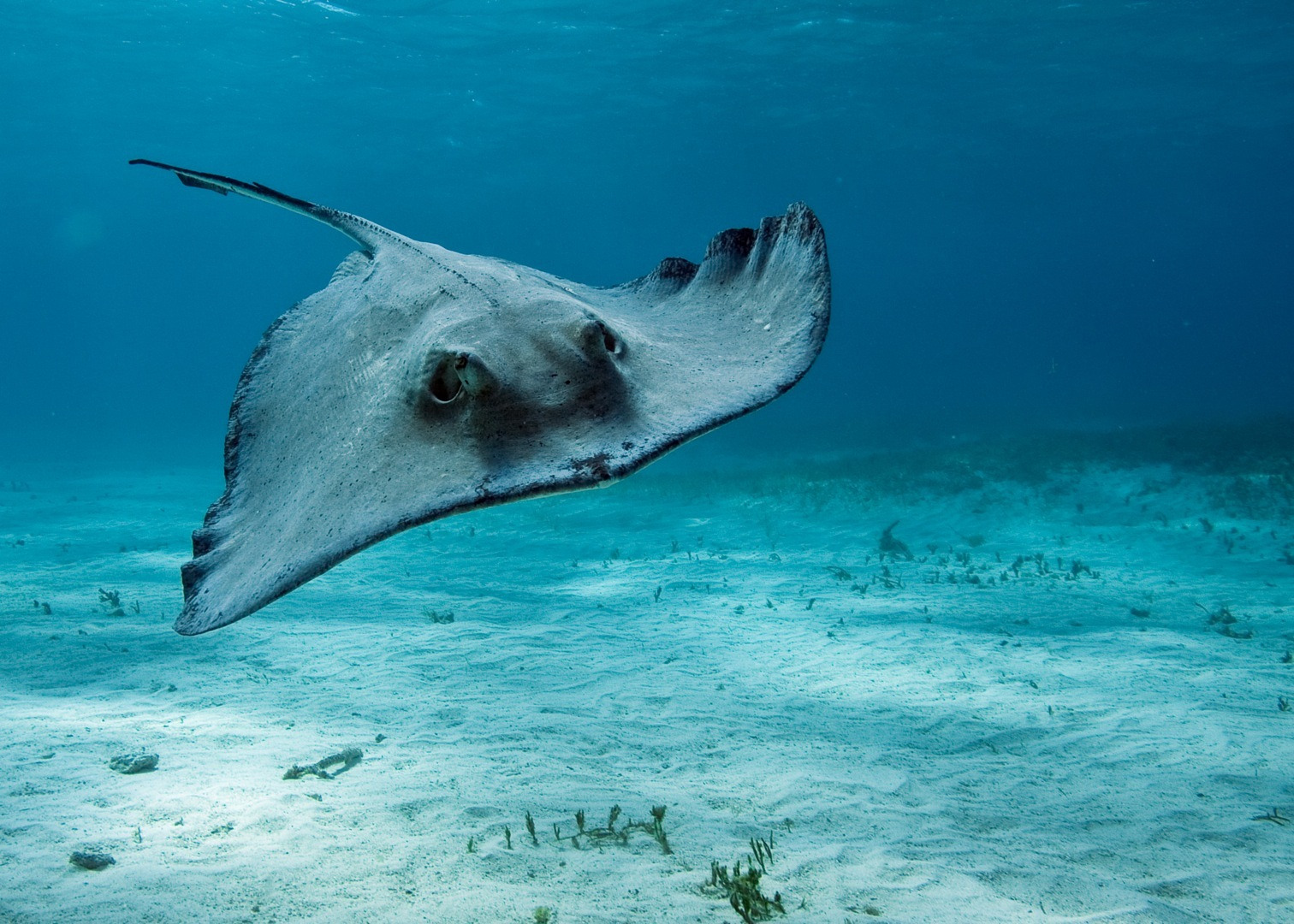 Stingray Swim In Calm Sea Wallpaper Themes