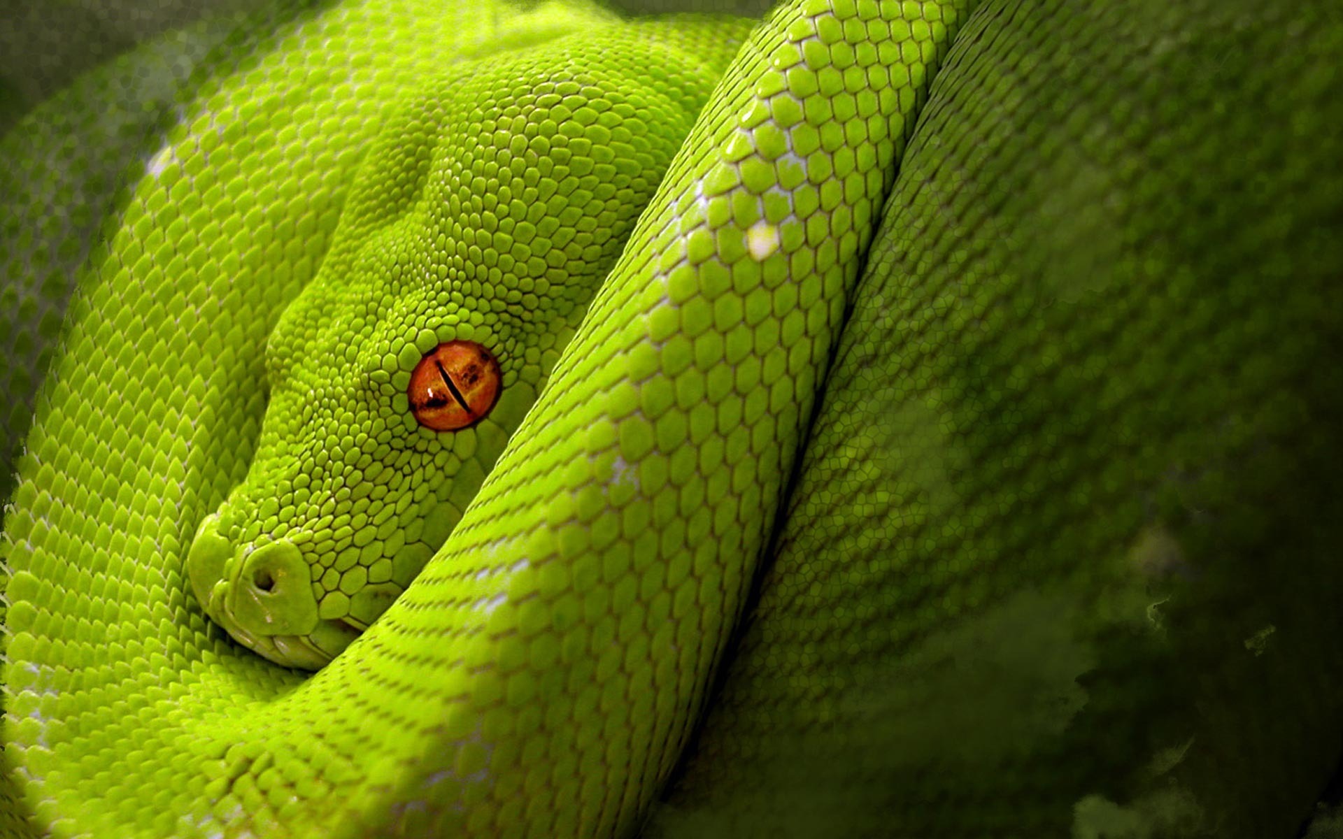 Green Snake Widescreen Wallpaper