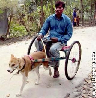 Indian Man Dog Cart Funny Whatsapp Image