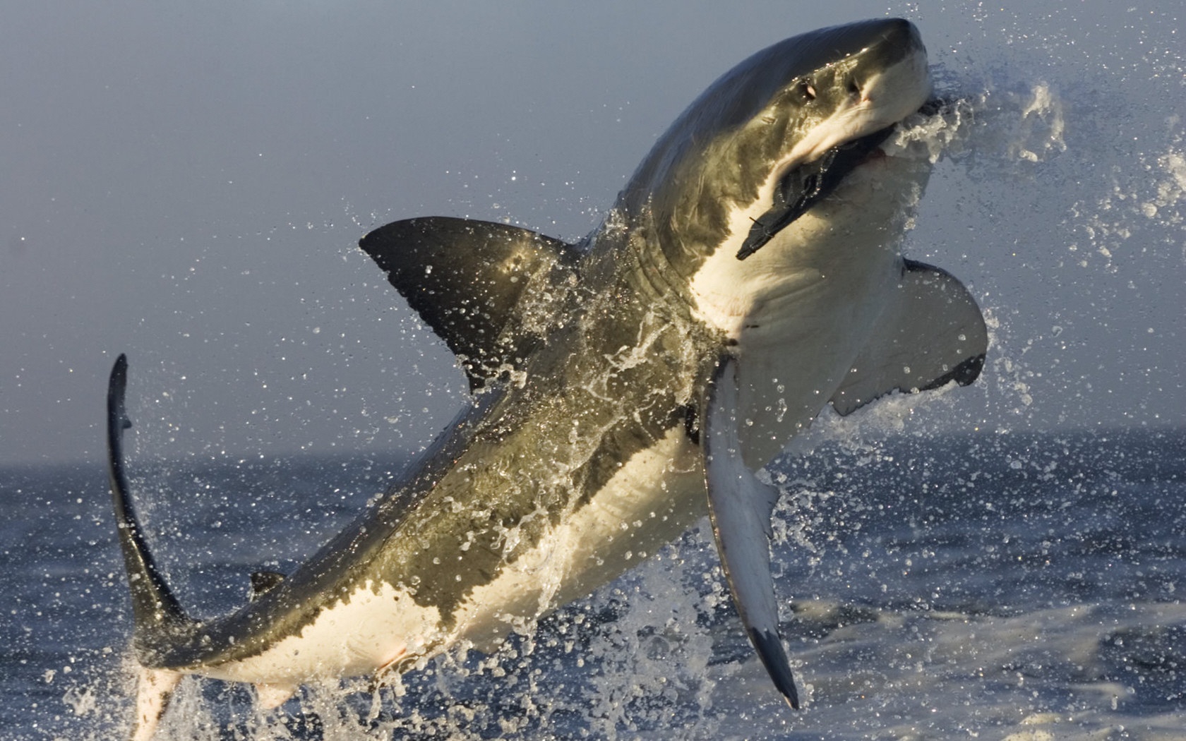 Great White Shark Jumping Out of Water