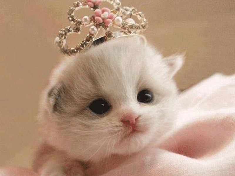 Cute Kitten