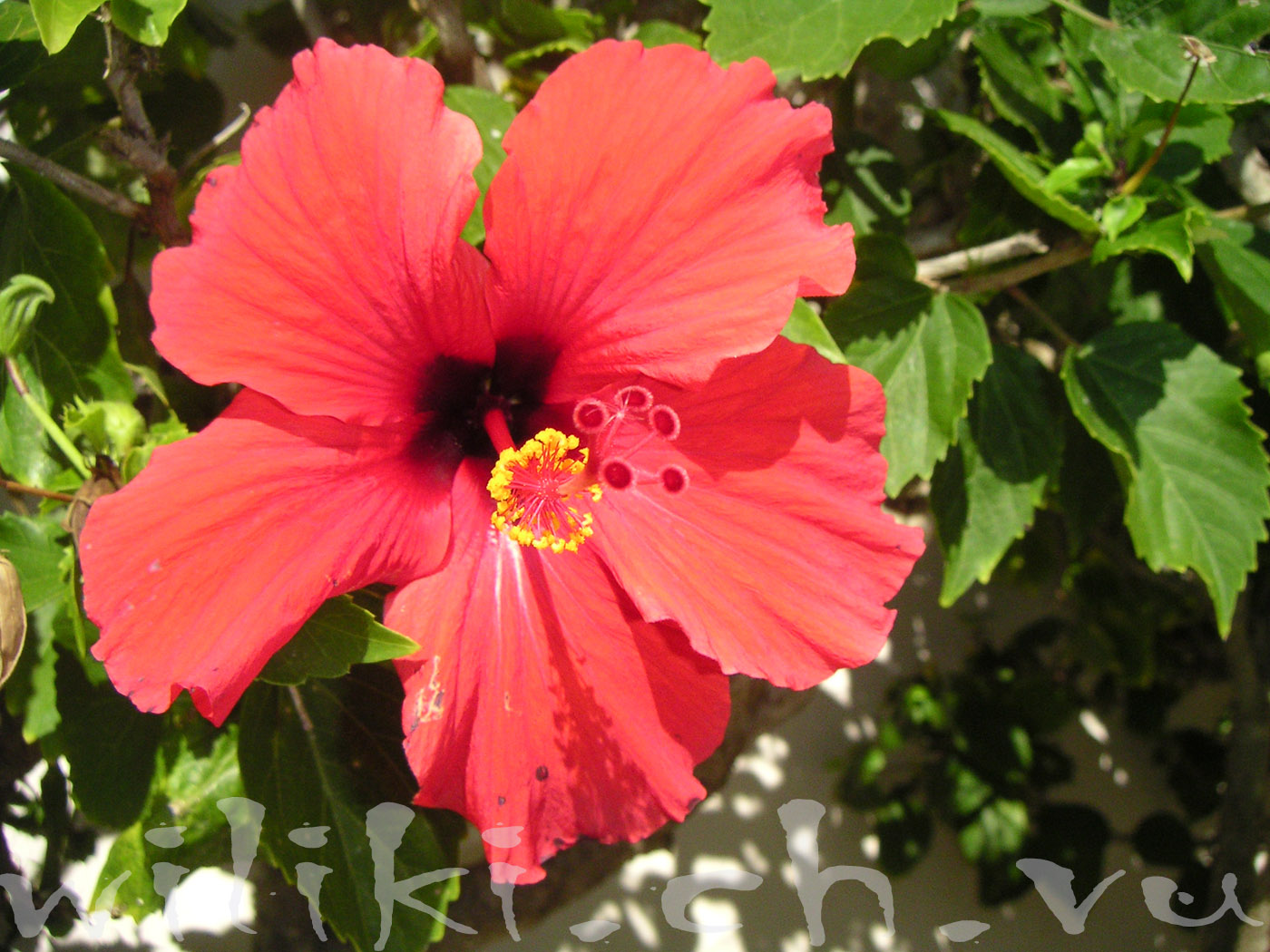 Inspiritoo Id26 Hawaiian Tropical Flower Garland Html