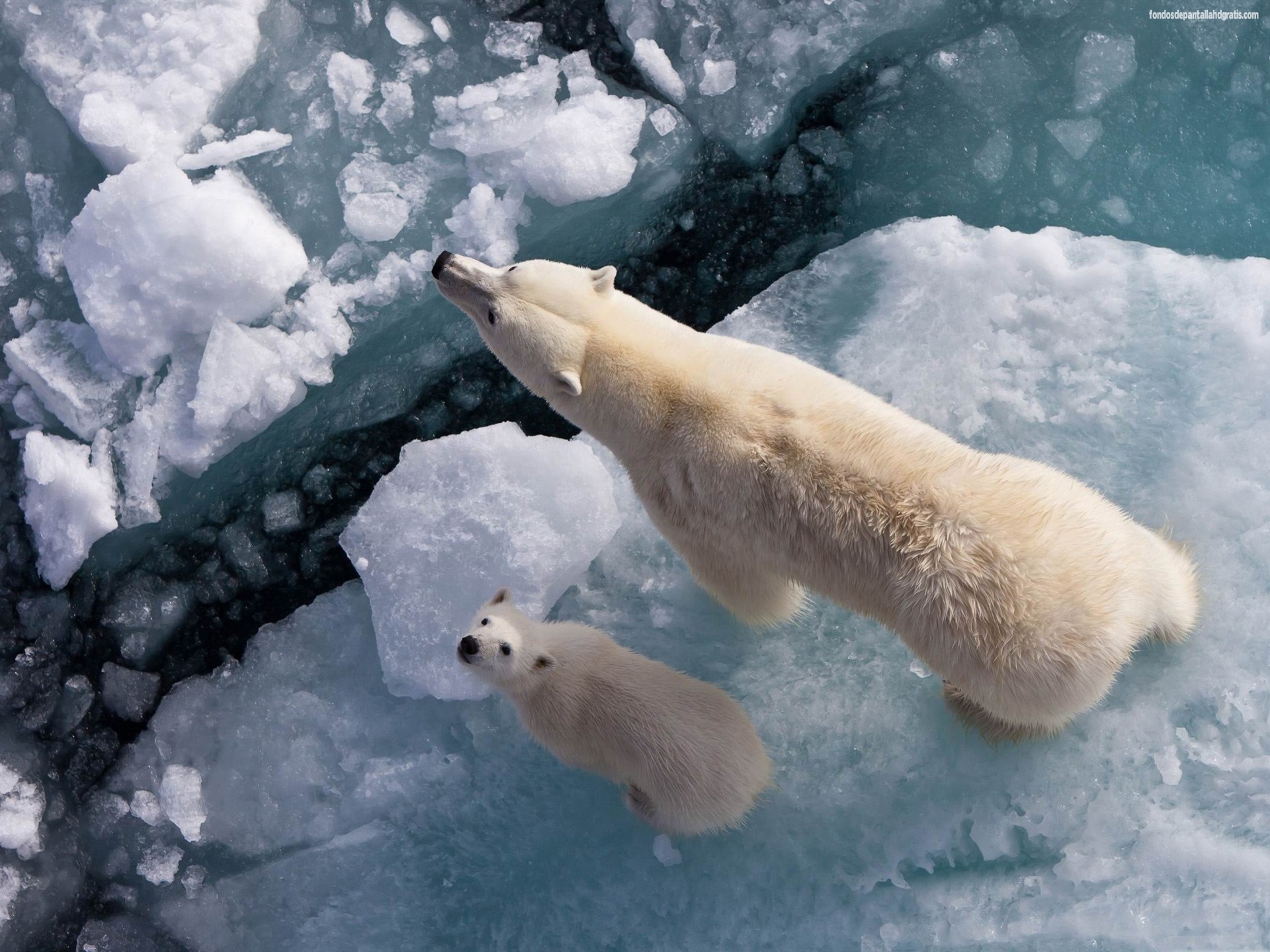 Imagen Polar Bear And Global Warming Wild Animal HD Wallpaper