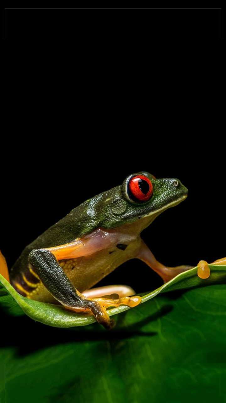 Frog Wallpaper