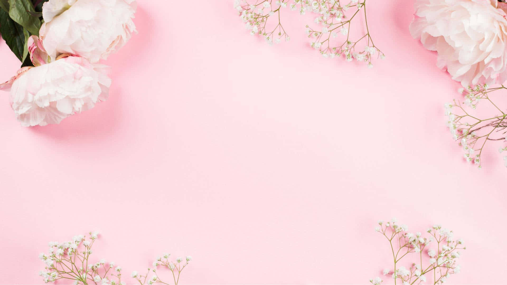 Baby Pink Background Wallpaper
