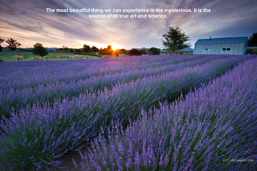 Amazing Nature Wallpaper With Beautiful Quotes Photo