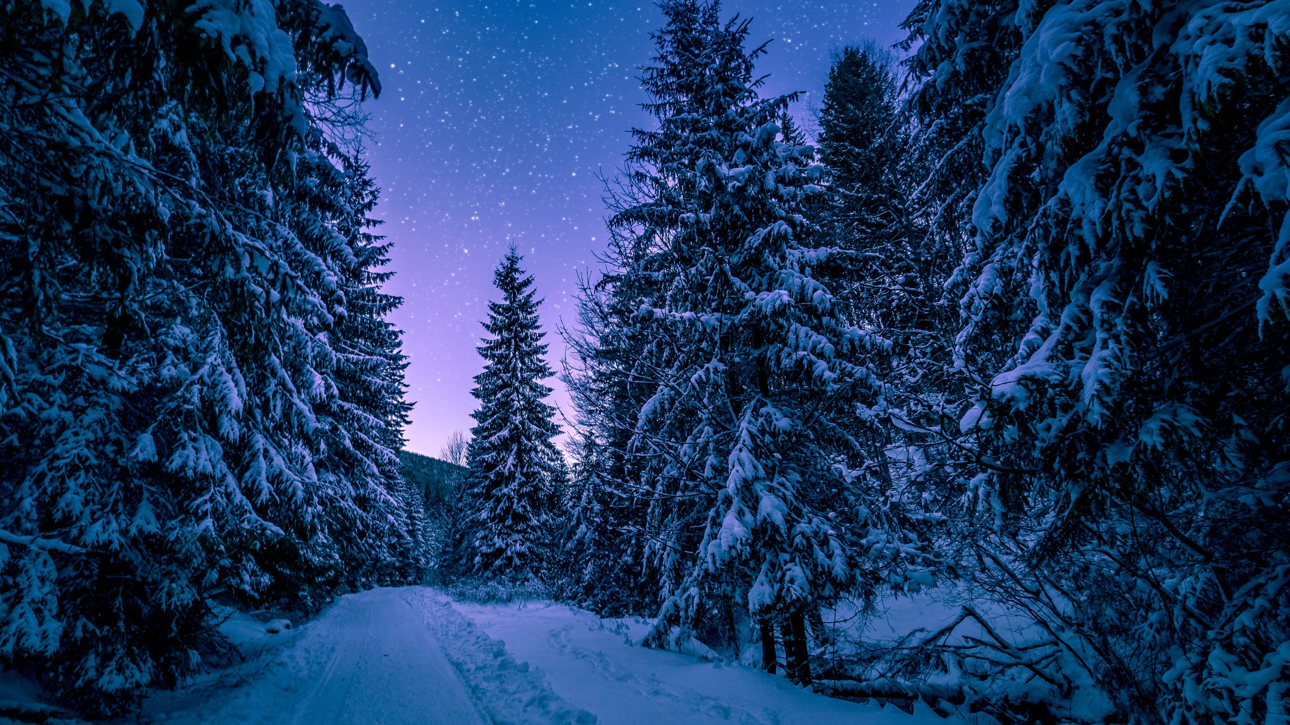 Winter Snowy Pine Trees Forest 4k Wallpaper