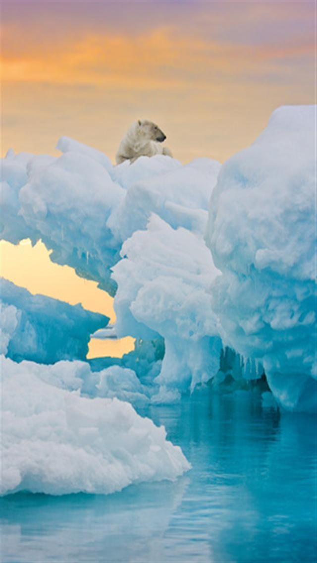 Relaxing Polar Bear Animal iPhone Wallpaper S 3g