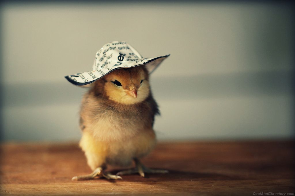Cute Baby Chickens With Hats Browse Share And Rate A Wide