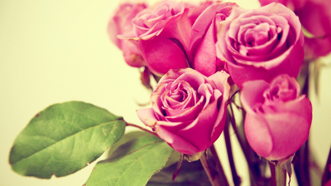 HD Wallpaper Pink Roses For Desktop By