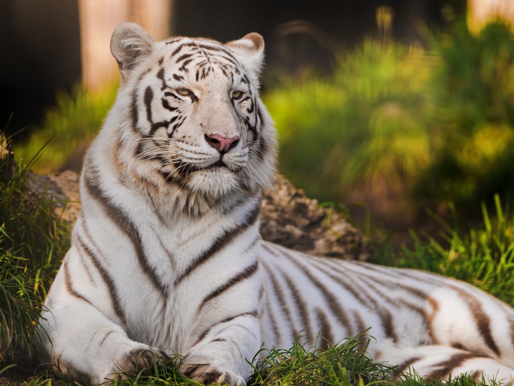 Beautiful Wallpapers white bengal tiger pictures 1024x768