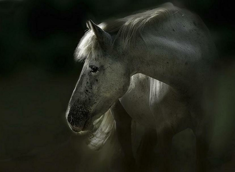 Wallpaper Mystic Horse Andalusian Stallion Animals Black And