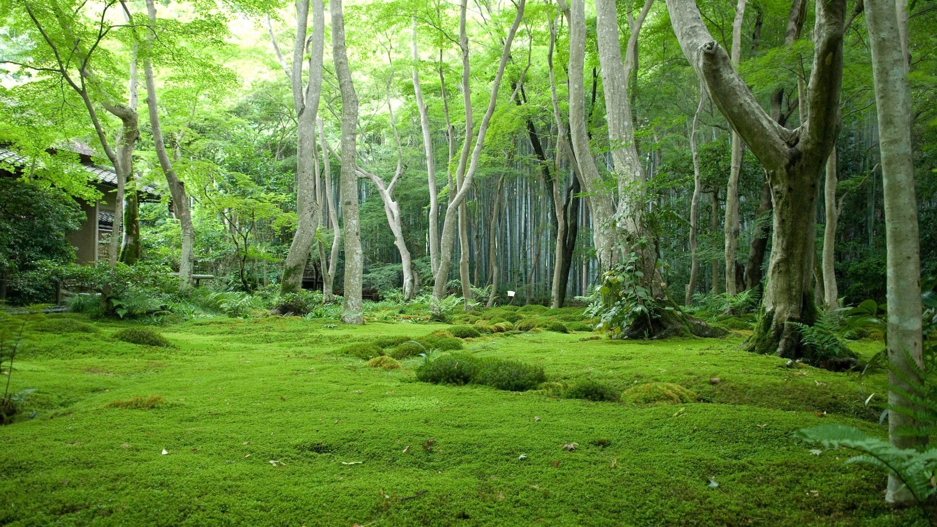 Green Forest Nature Grass Trees Wallpaper HD For Desktop Full