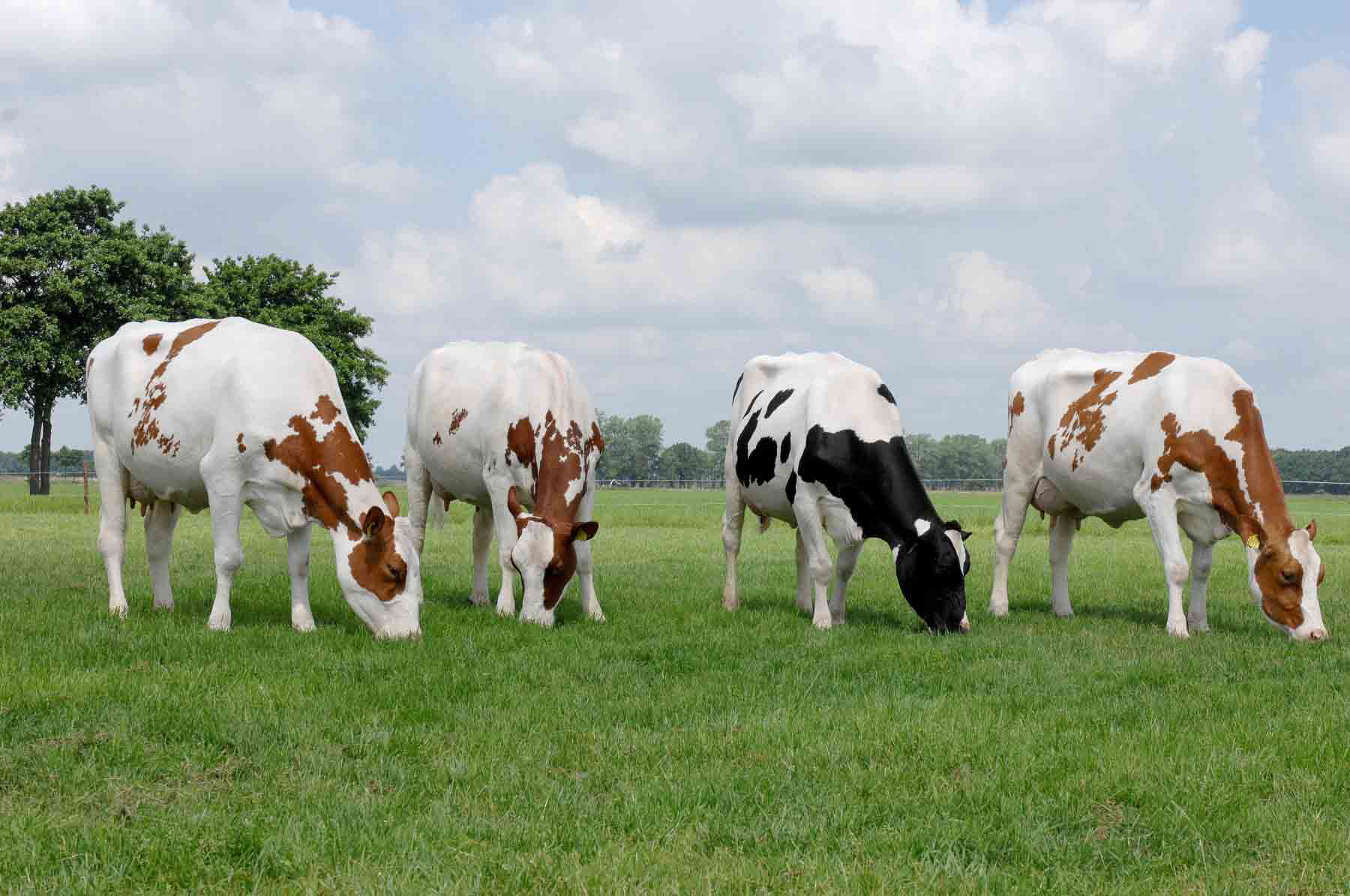 Dairy Cow Wallpaper On