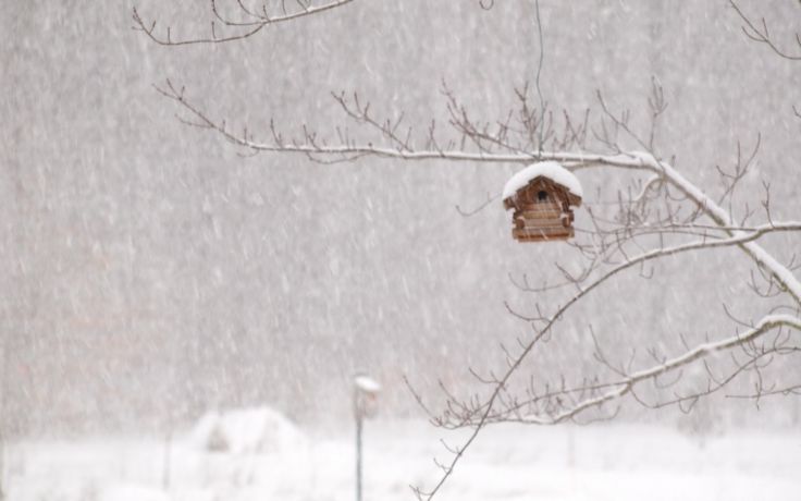 Winter Storm House Snow Birds Wallpaper