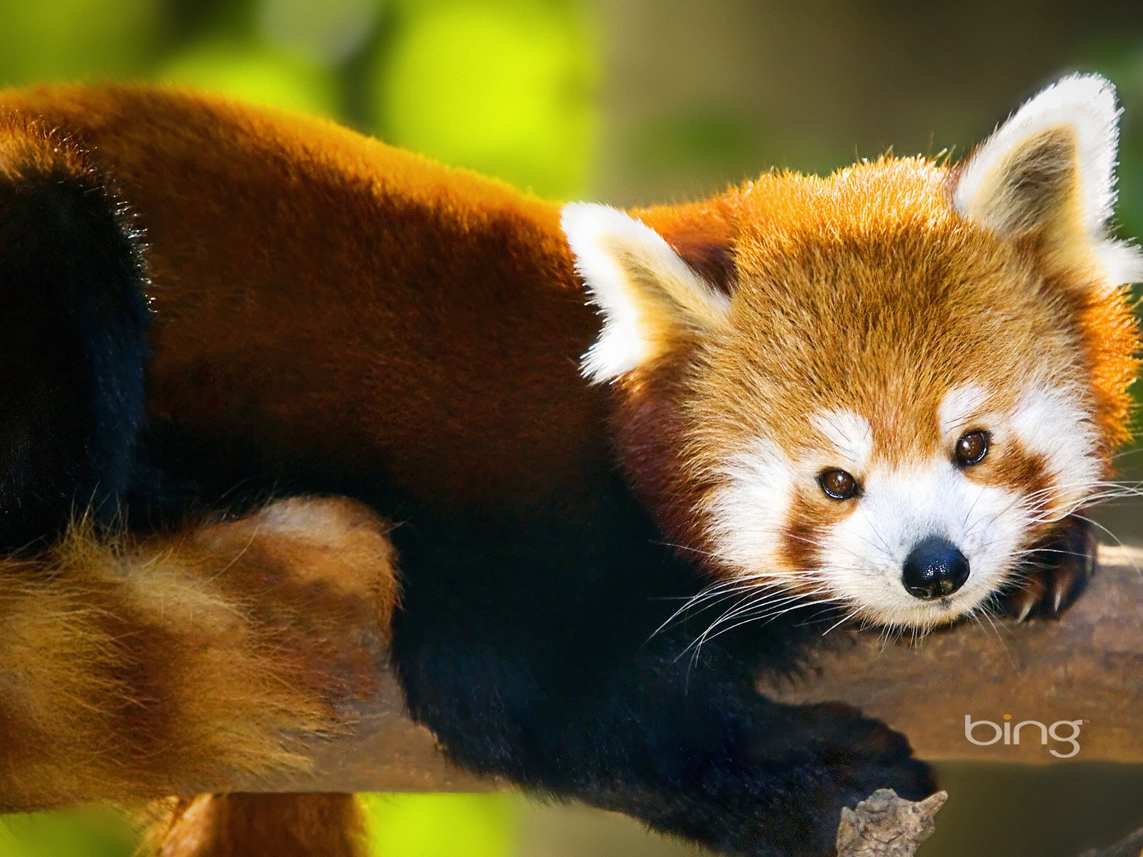 🔥 [50+] Bing Wallpaper Cute Animal | Wallpapersafari