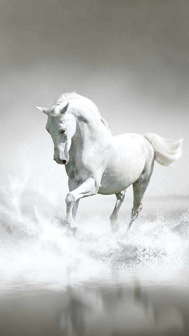 iPhone Wallpaper Beyaz At Atlar Sevgisi