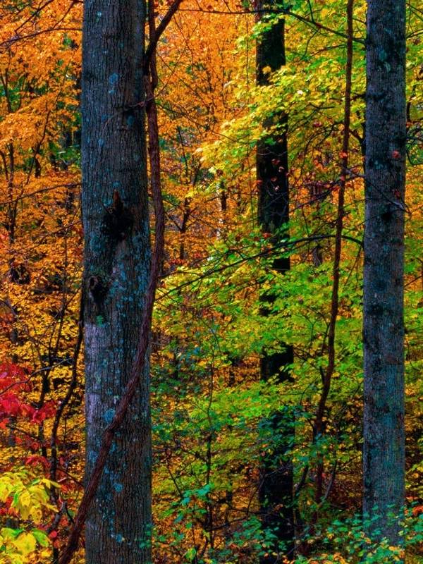 Wallpapers Backgrounds   Virginia fall Blue Ridge Mountains Forest