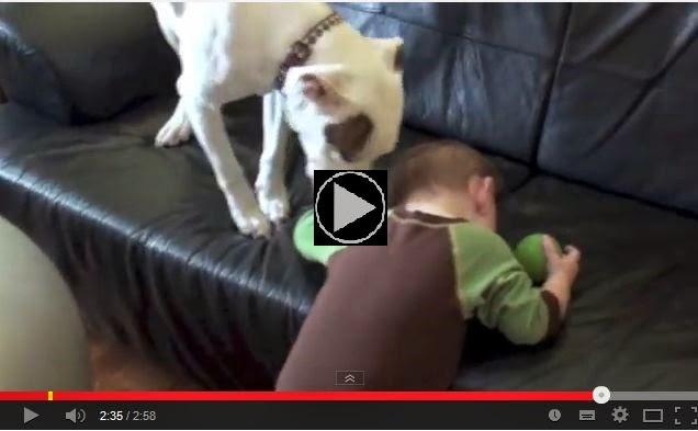 Pit Bull Dogs Wallpaper Pitbull Can Do To A Baby Video