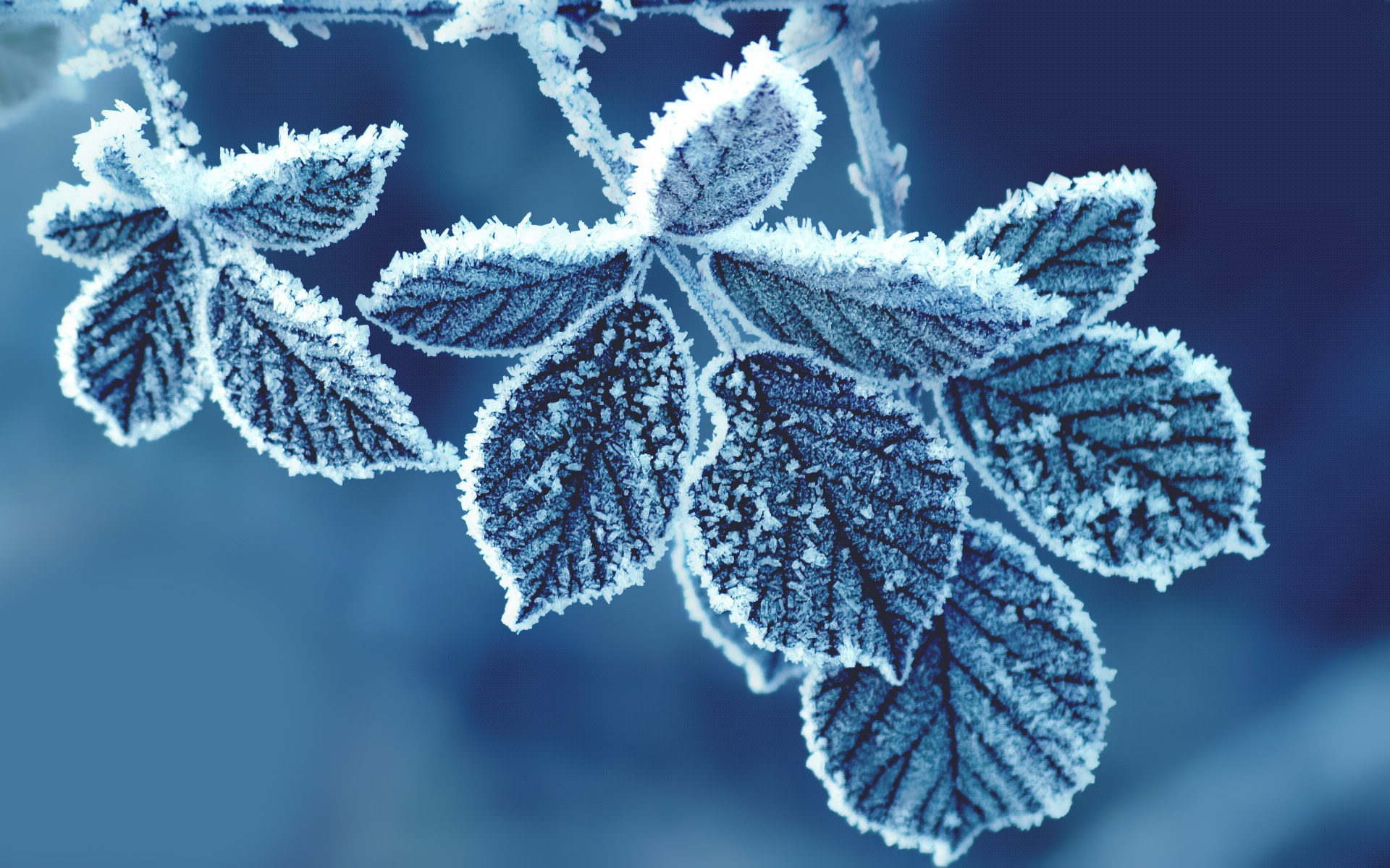 Ice Cold Leaves HD Wallpaper