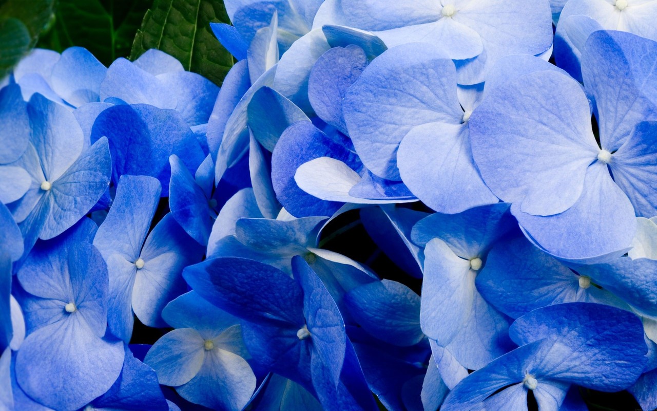 Download Blue hydrangea wallpaper 1280x800