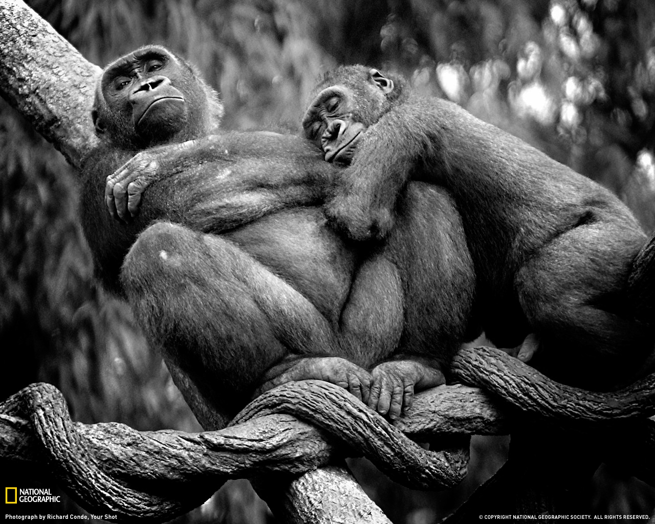Lowland Gorillas Photo Animals Wallpaper National Geographic 1280x1024