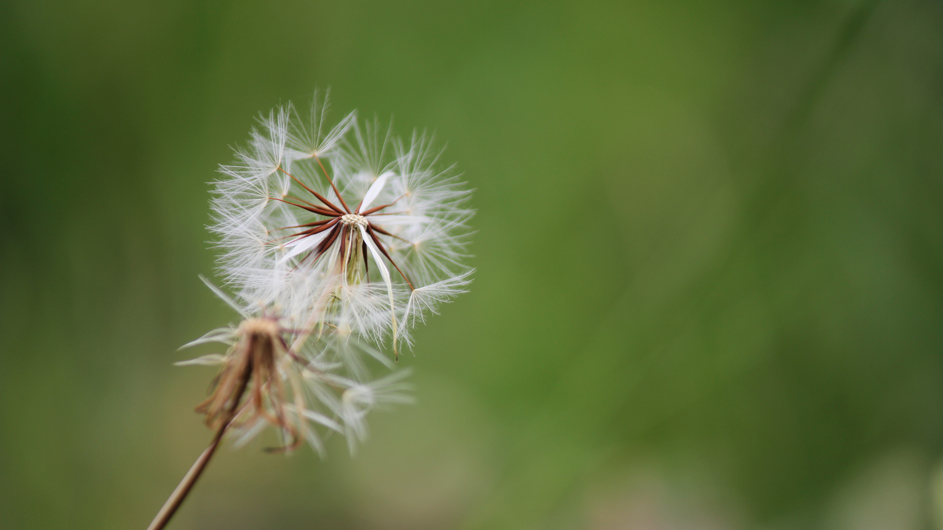 Dandelion Puter Wallpaper Desktop Background Id