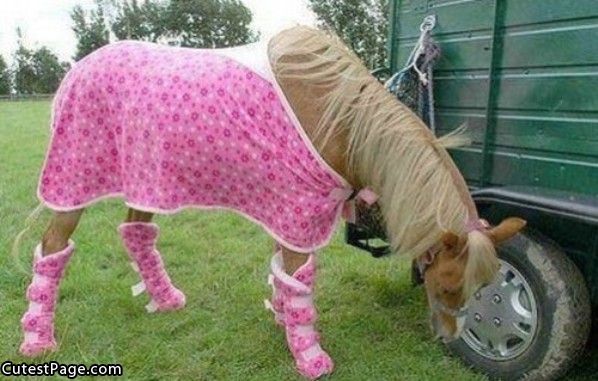 Pink Horse All Cute Pictures