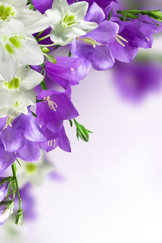 Purple Flowers iPhone Wallpaper Background And Themes
