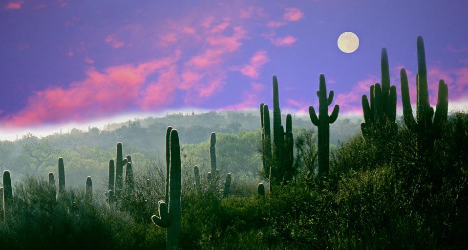 Bing Fotos Full Moon Over The Sonoran Desert In Saguaro National Park
