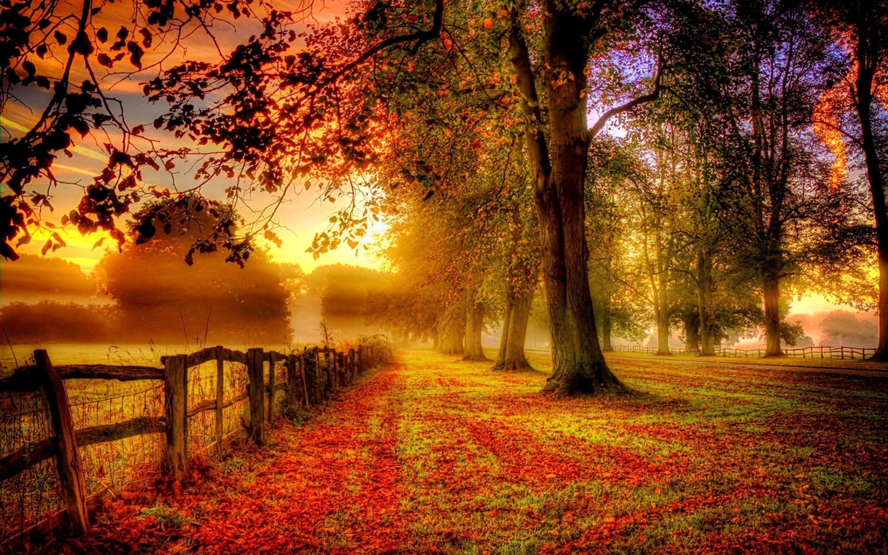 Nature Wallpaper With Colorful Autumn Forest HD For