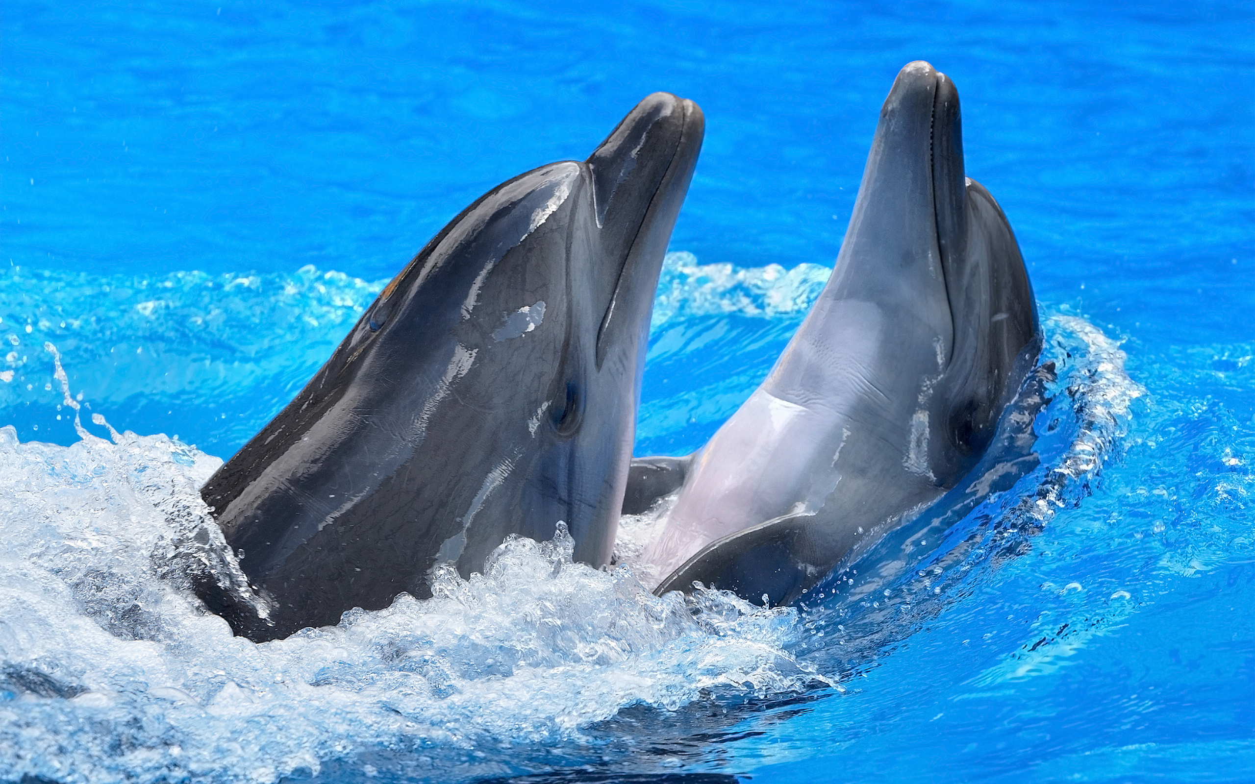 Cute Dolphins Animal Swim Wallpaper HD With