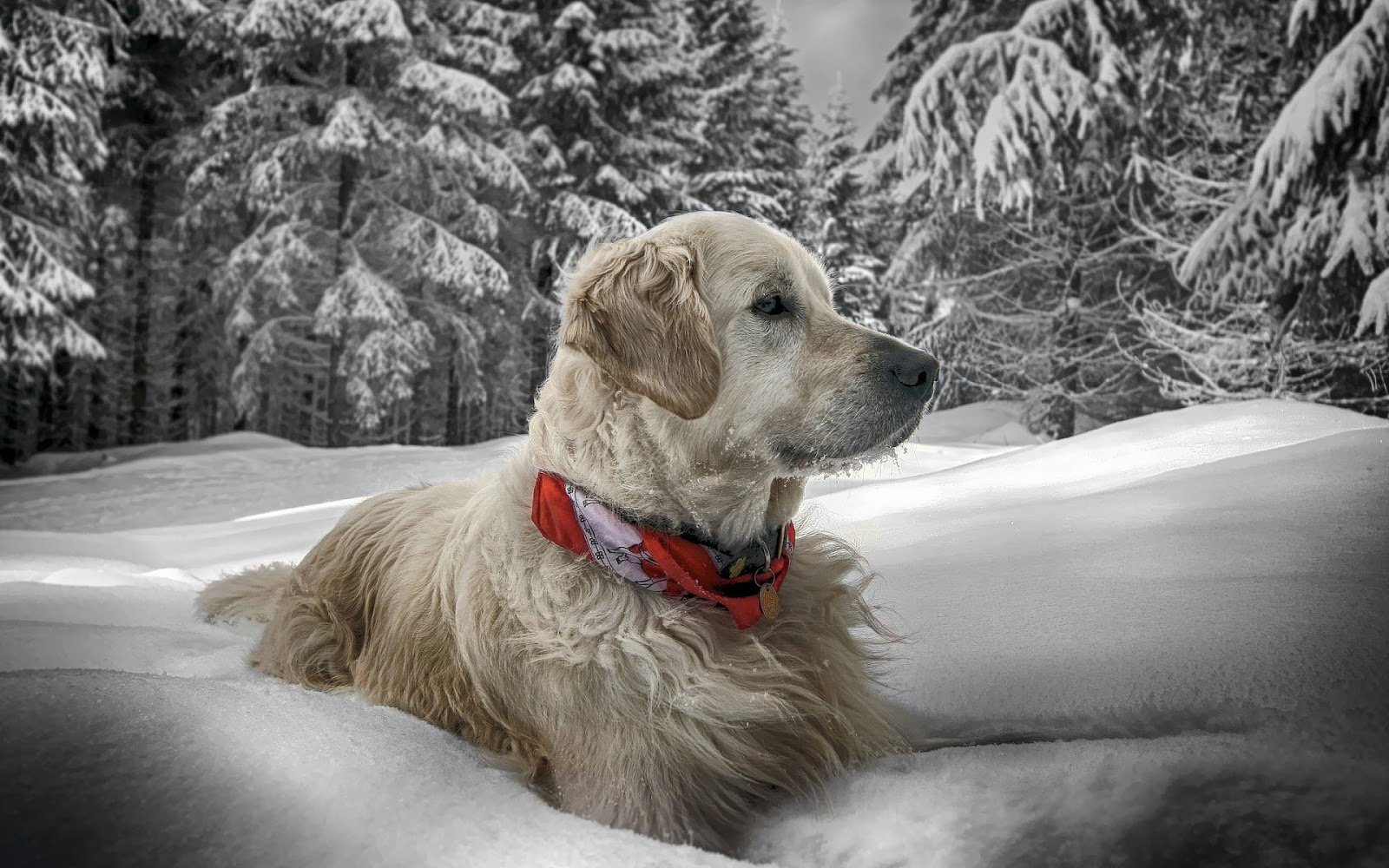 Wallpaper of a dog in the snow HD Animals Wallpapers 1600x1000
