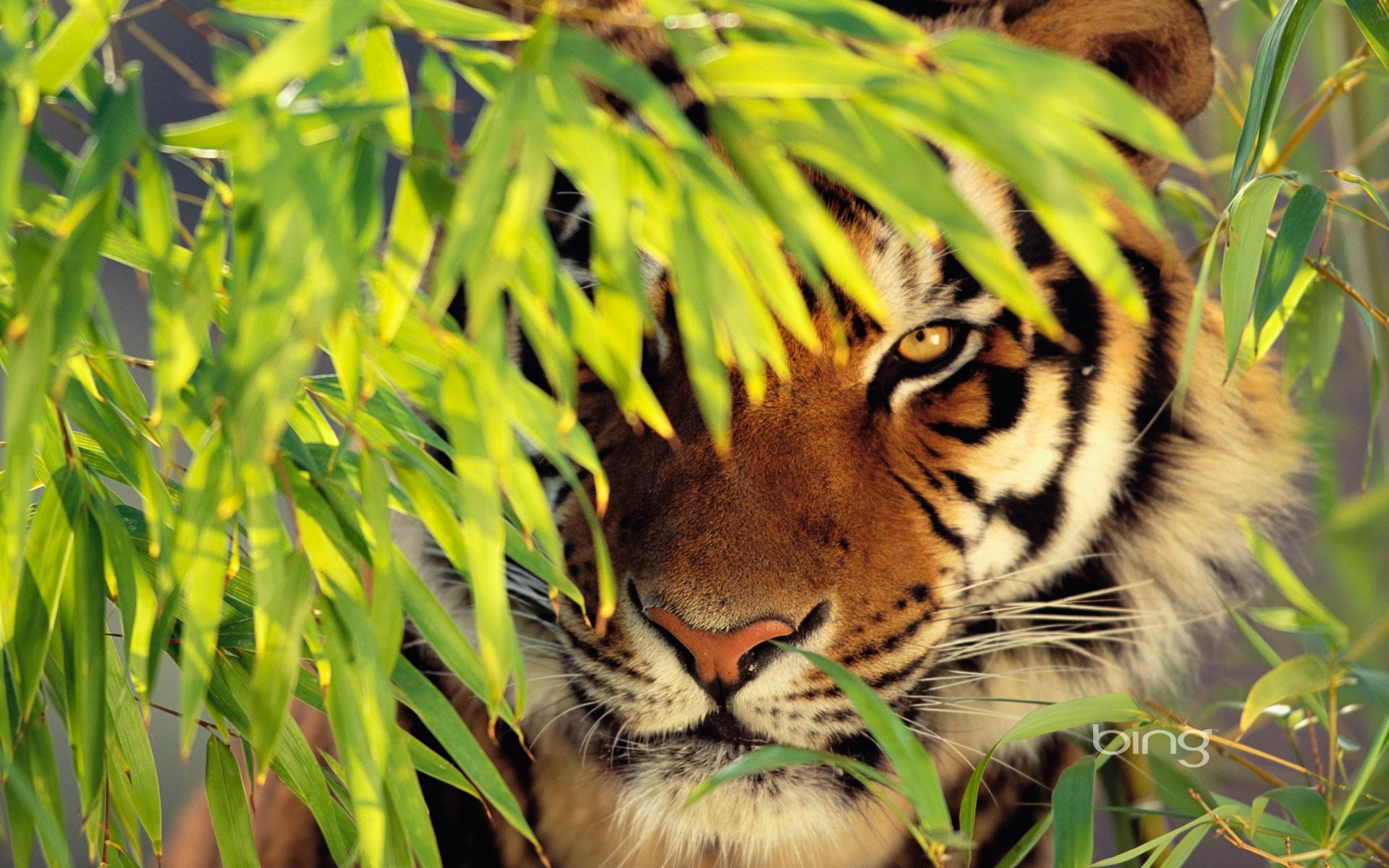 Animal Tiger Bing Background Desktop Wallpaper Amazing