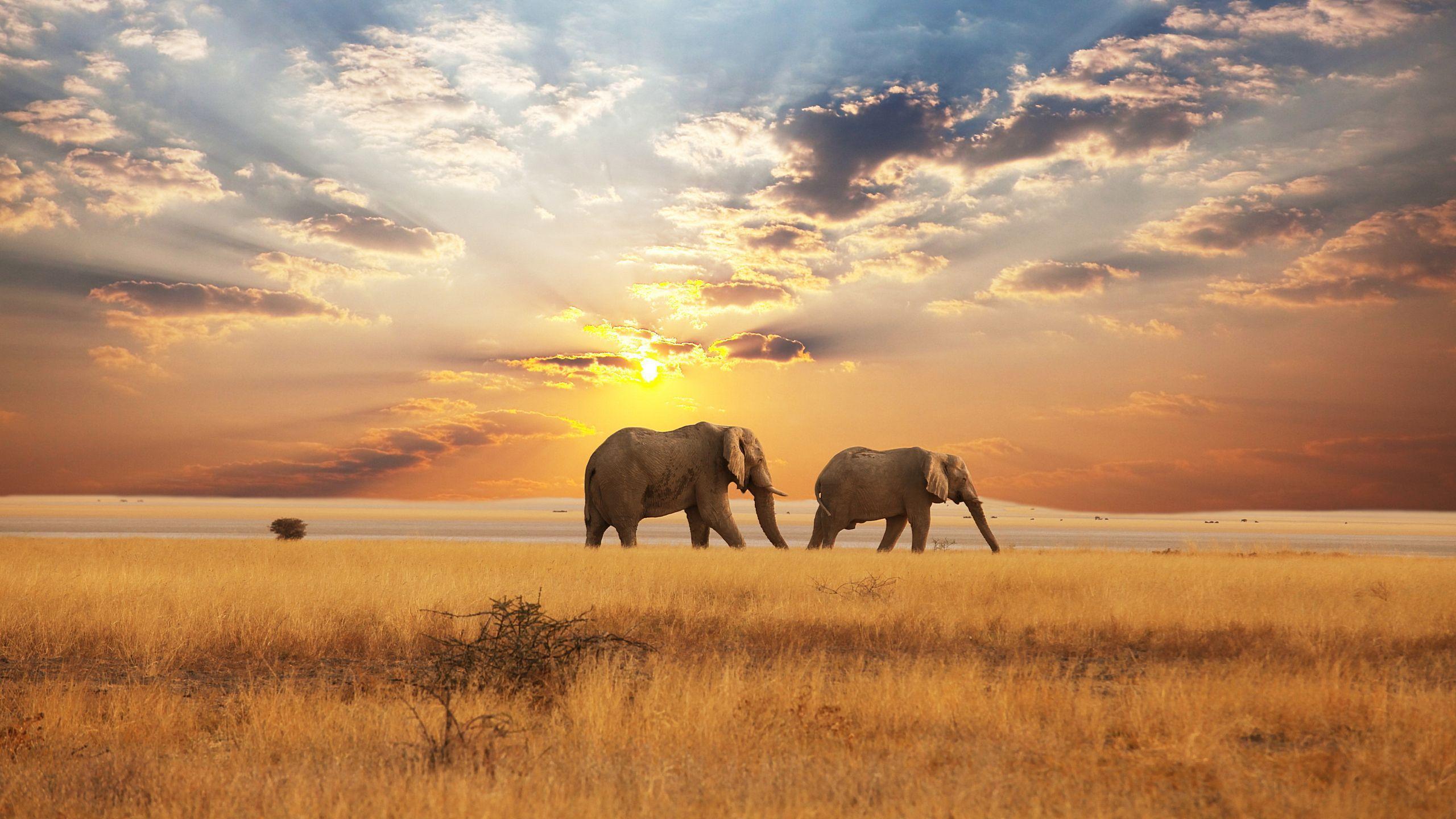 Savannah Wallpaper