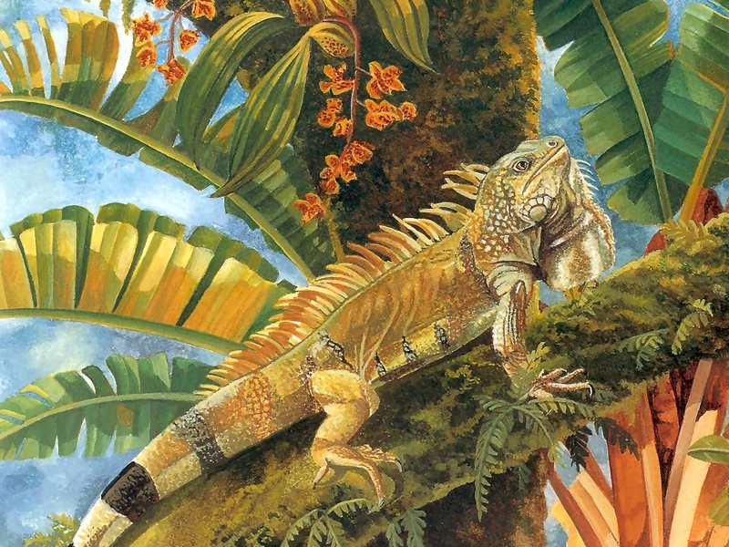 Vanishing Species Wallpaper Green Iguana Display Full Image