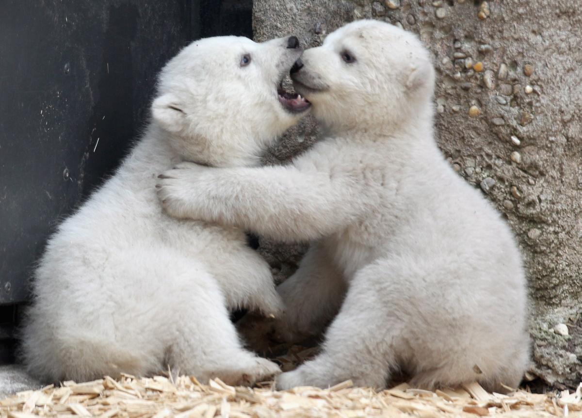 Baby Polar Bears In Munich Photos Make Their