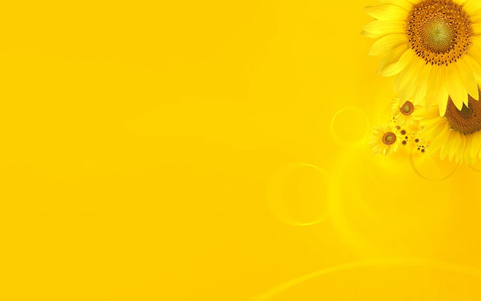 Yellow Sunflower Theme HD Wallpaper Rocks