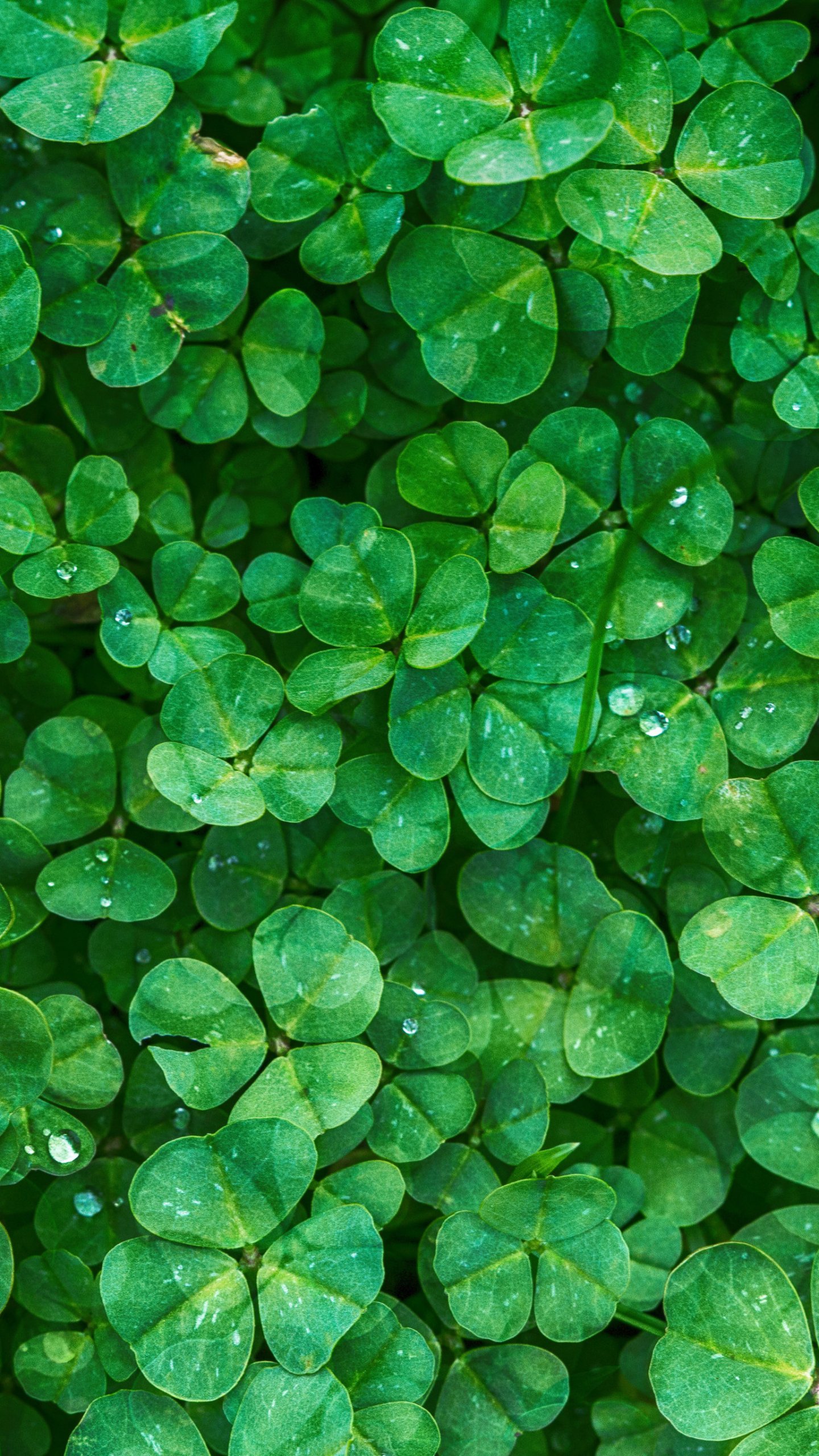 Free Download Irish Clovers Wallpaper Iphone Android Desktop Backgrounds 1440x2560 For Your Desktop Mobile Tablet Explore 46 Android 4 Leaves Clover Wallpapers 4 Leaf Clover Wallpaper Android 4 4 Kitkat Wallpaper Clover Wallpaper