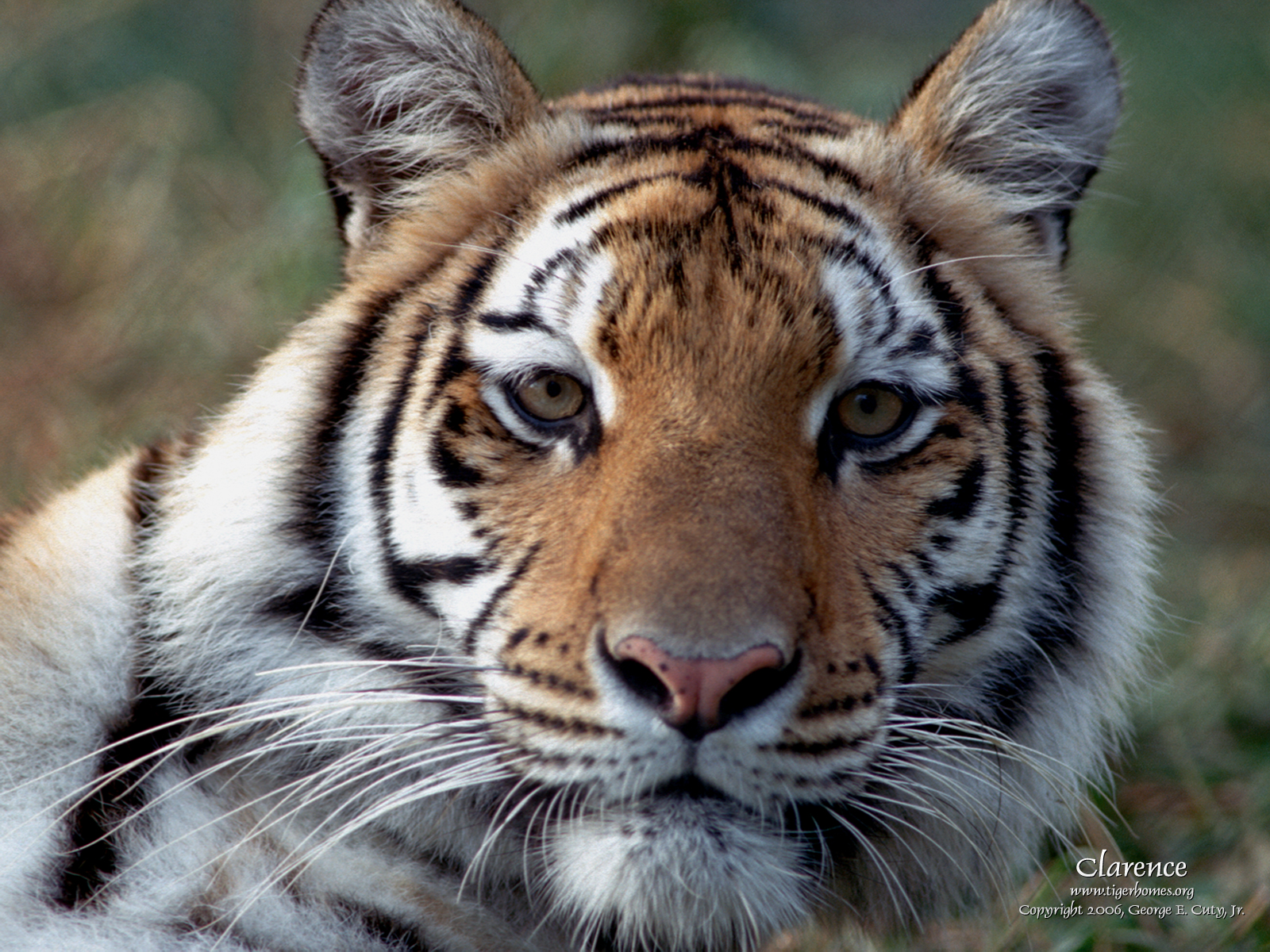 Tiger Desktop Wallpaper   White Tiger   Bengal and Siberian Tigers